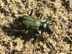 Cicindela decemnotata