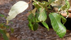 Trymalium odoratissimum