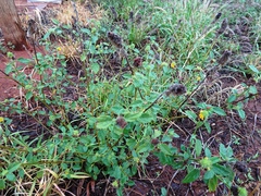 Malvastrum americanum