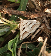 Chiasmia subcurvaria