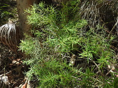 Melaleuca trichostachya