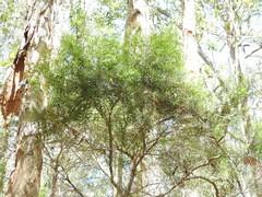 Melaleuca trichostachya