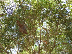 Melaleuca trichostachya