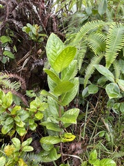 Kadua