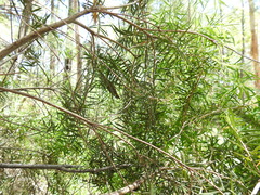 Melaleuca trichostachya