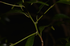 Cryptocarya meisneriana