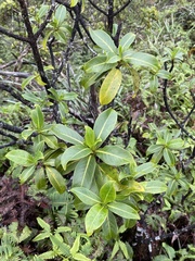 Psychotria mariniana