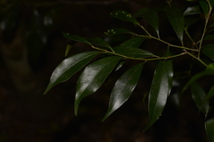 Cryptocarya meisneriana