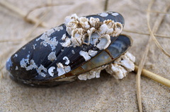 Mytilus edulis