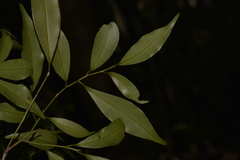 Cryptocarya meisneriana