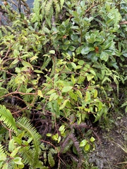 Metrosideros tremuloides