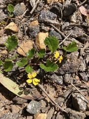 Goodenia hederacea alpestris