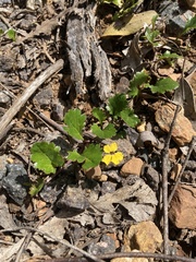 Goodenia hederacea alpestris