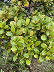 Syzygium sandwicense