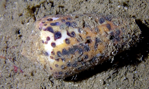 Conus pulicarius observed 2021-10-08