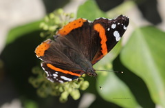 Vanessa atalanta