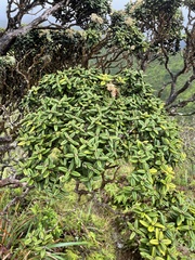 Metrosideros rugosa