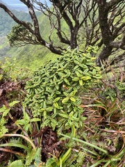 Metrosideros rugosa