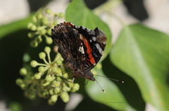 Vanessa atalanta