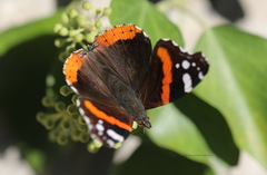 Vanessa atalanta