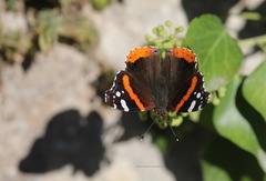 Vanessa atalanta