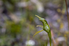 Pterostylis unicornis