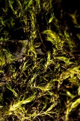 Sarmentypnum exannulatum