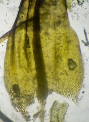 Sarmentypnum exannulatum