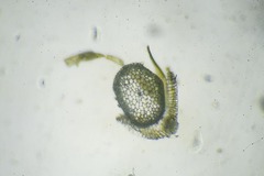 Sarmentypnum exannulatum