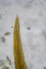 Sarmentypnum exannulatum