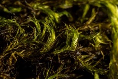 Sarmentypnum exannulatum