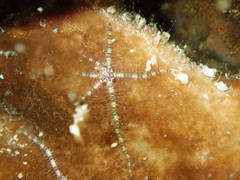 Ophiothela mirabilis