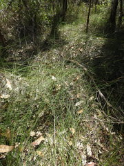 Schoenus brevifolius