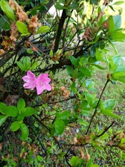 Rhododendron