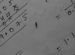 Pediculus humanus capitis