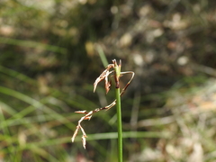 Schoenus brevifolius