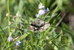 Heliothis ononis