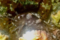 Hyalidae