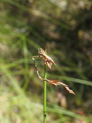 Schoenus brevifolius