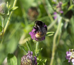 Bombus pomorum