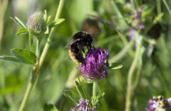 Bombus pomorum