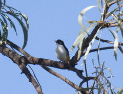 Grantiella picta
