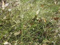 Schoenus brevifolius