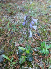 Salvia lyrata