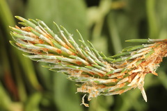 Dioryctria simplicella