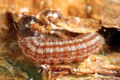 Dioryctria simplicella