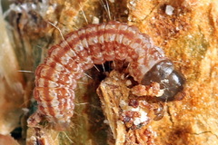 Dioryctria simplicella