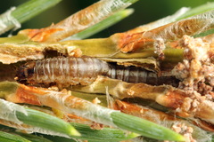 Dioryctria simplicella