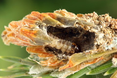 Dioryctria simplicella