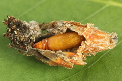 Dioryctria simplicella